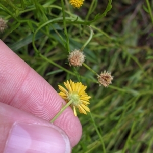 Calotis lappulacea at Mundarlo, NSW - 3 Nov 2022