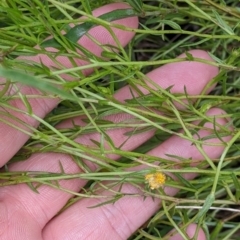 Calotis lappulacea at Mundarlo, NSW - 3 Nov 2022