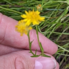Calotis lappulacea at Mundarlo, NSW - suppressed