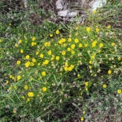 Calotis lappulacea at Mundarlo, NSW - 3 Nov 2022