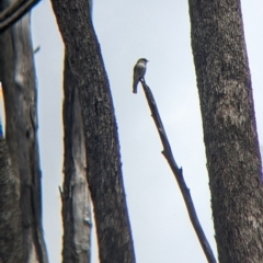 Microeca fascinans (Jacky Winter) at Mundarlo, NSW - 3 Nov 2022 by Darcy