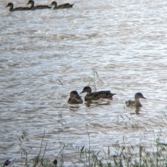 Anas gracilis (Grey Teal) at Mundarlo, NSW - 3 Nov 2022 by Darcy