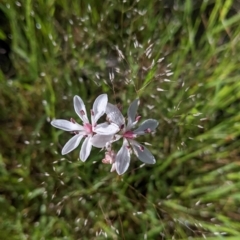 Burchardia umbellata (Milkmaids) at Book Book, NSW - 3 Nov 2022 by Darcy