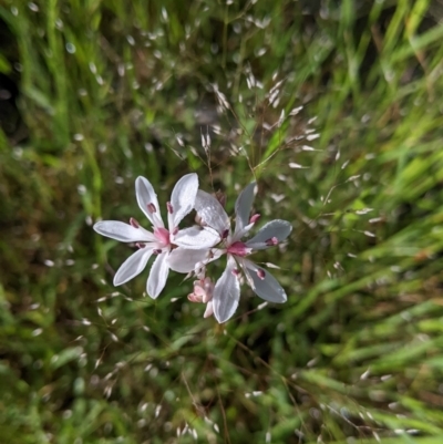 Burchardia umbellata (Milkmaids) at Book Book, NSW - 4 Nov 2022 by Darcy