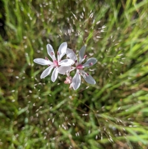 Burchardia umbellata at suppressed - 4 Nov 2022