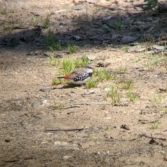 Stagonopleura guttata (Diamond Firetail) at Book Book, NSW - 3 Nov 2022 by Darcy