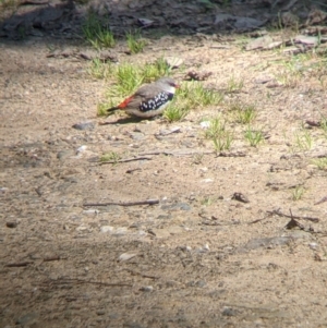 Stagonopleura guttata at Book Book, NSW - 4 Nov 2022