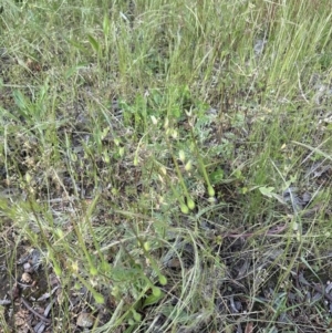 Erodium botrys at Aranda, ACT - 4 Nov 2022