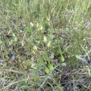 Erodium botrys at Aranda, ACT - 4 Nov 2022