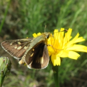 Trapezites luteus at Pialligo, ACT - 4 Nov 2022