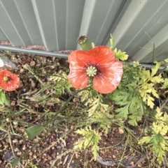 Papaver dubium (Longhead Poppy) at Aranda, ACT - 4 Nov 2022 by lbradley