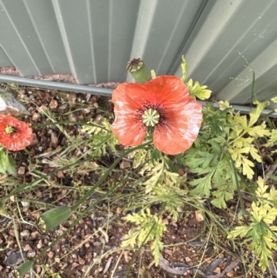 Papaver dubium (Longhead Poppy) at Aranda, ACT - 4 Nov 2022 by lbradley