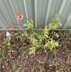 Papaver dubium at Aranda, ACT - 4 Nov 2022