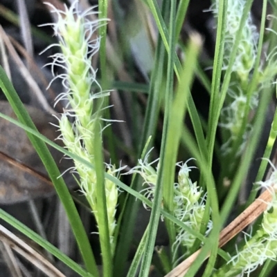 Carex breviculmis (Short-Stem Sedge) at Garran, ACT - 19 Sep 2022 by Tapirlord