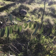 Eucalyptus pauciflora subsp. pauciflora at Red Hill to Yarralumla Creek - 19 Sep 2022 05:09 PM