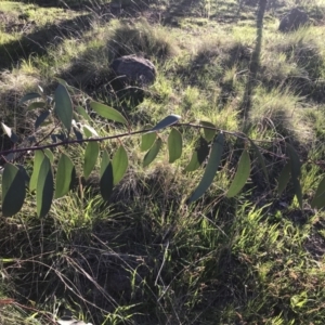 Eucalyptus pauciflora subsp. pauciflora at Red Hill to Yarralumla Creek - 19 Sep 2022