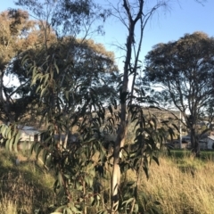 Eucalyptus pauciflora subsp. pauciflora at Red Hill to Yarralumla Creek - 19 Sep 2022