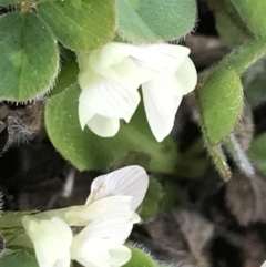 Trifolium subterraneum (Subterranean Clover) at Garran, ACT - 19 Sep 2022 by Tapirlord