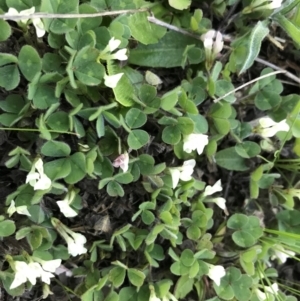 Trifolium subterraneum at Garran, ACT - 19 Sep 2022