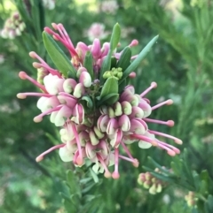 Grevillea iaspicula (Wee Jasper Grevillea) at Garran, ACT - 19 Sep 2022 by Tapirlord