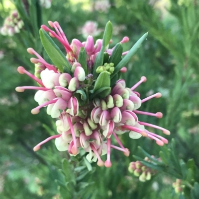 Grevillea iaspicula (Wee Jasper Grevillea) at Garran, ACT - 19 Sep 2022 by Tapirlord