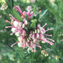 Grevillea iaspicula at Garran, ACT - suppressed