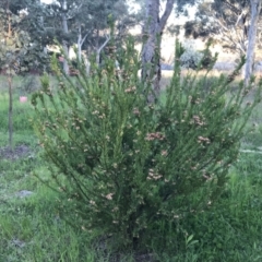 Grevillea iaspicula at Garran, ACT - suppressed