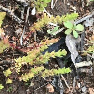 Crassula sieberiana at Hughes, ACT - 19 Sep 2022 05:02 PM