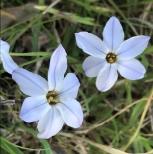 Ipheion uniflorum at Hughes, ACT - 19 Sep 2022