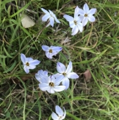 Ipheion uniflorum at Hughes, ACT - 19 Sep 2022 05:01 PM