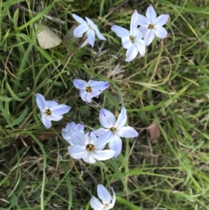 Ipheion uniflorum at Hughes, ACT - 19 Sep 2022