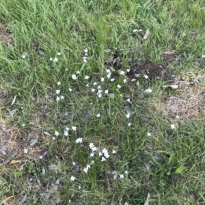 Ipheion uniflorum at Hughes, ACT - 19 Sep 2022 05:01 PM