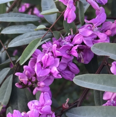 Indigofera australis subsp. australis (Australian Indigo) at Hughes, ACT - 19 Sep 2022 by Tapirlord