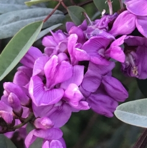 Indigofera australis subsp. australis at Hughes, ACT - 19 Sep 2022 05:01 PM