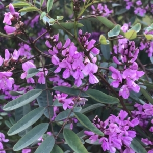 Indigofera australis subsp. australis at Hughes, ACT - 19 Sep 2022 05:01 PM