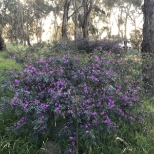 Indigofera australis subsp. australis at Hughes, ACT - 19 Sep 2022 05:01 PM