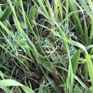 Geranium retrorsum at Hughes, ACT - 19 Sep 2022