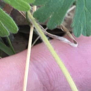 Geranium solanderi var. solanderi at Hughes, ACT - 19 Sep 2022 04:47 PM