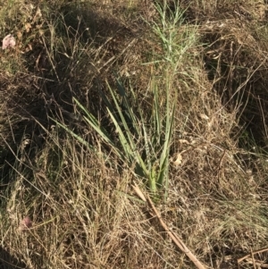 Dianella sp. aff. longifolia (Benambra) at Garran, ACT - 19 Sep 2022