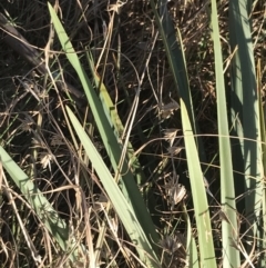 Dianella sp. aff. longifolia (Benambra) at Garran, ACT - 19 Sep 2022