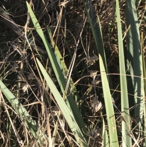 Dianella sp. aff. longifolia (Benambra) at Garran, ACT - 19 Sep 2022