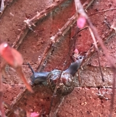 Cornu aspersum at Acton, ACT - 15 Sep 2022 04:49 PM