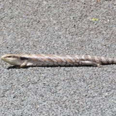 Tiliqua scincoides scincoides (Eastern Blue-tongue) at Macgregor, ACT - 4 Nov 2022 by Christine