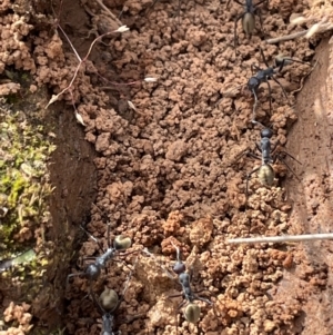 Camponotus suffusus at Jerrabomberra, NSW - 4 Nov 2022