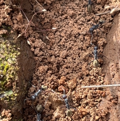 Camponotus suffusus (Golden-tailed sugar ant) at Jerrabomberra, NSW - 4 Nov 2022 by Mavis