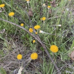 Leptorhynchos squamatus at Jerrabomberra, NSW - 4 Nov 2022