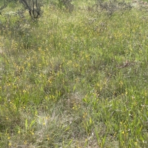 Bulbine bulbosa at Jerrabomberra, NSW - 4 Nov 2022