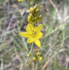 Bulbine bulbosa at Jerrabomberra, NSW - 4 Nov 2022