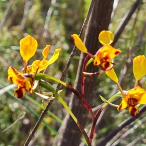 Diuris semilunulata at Jerrabomberra, ACT - suppressed