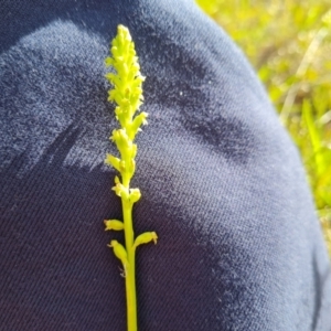 Microtis sp. at Jerrabomberra, ACT - suppressed